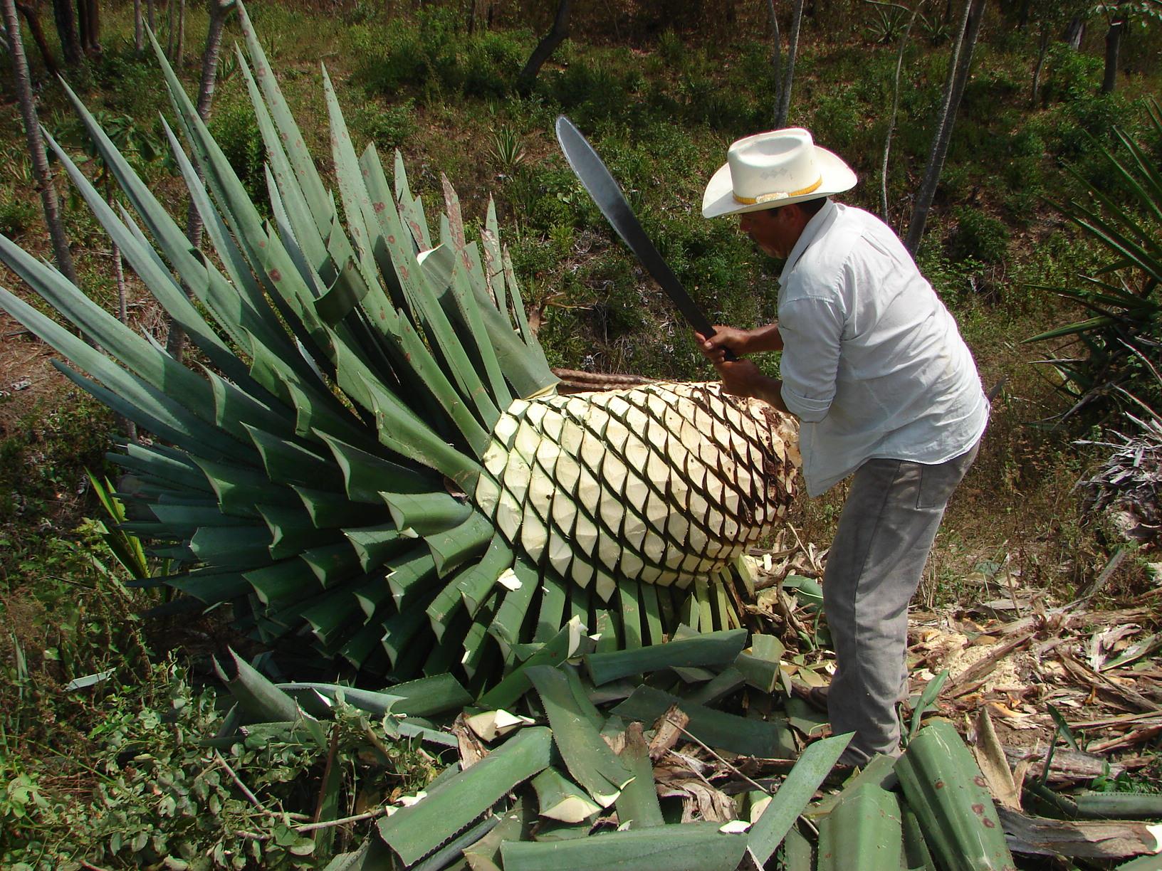 Agave Maximiliana